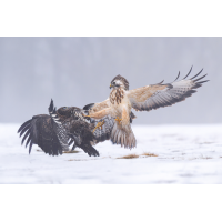 Schöner Beifang
(Enrico) Bussard-Fetzerei-Kopie.jpg (Enrico)