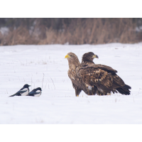 Seeadler.jpg (Enrico)