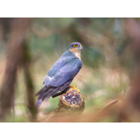 Sprinz nach Blaumeise
(Enrico) Sperber-nach-Blaumeise.jpg (Enrico)