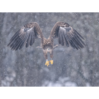 See/Schneeadler
(Enrico) 20260210-_1173095-2-Bearbeitet-Kopie.jpg (Enrico)