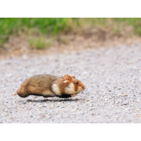 _1071647-DxO_DeepPRIME-XD3-Bearbeitet-Bearbeitet-Kopie-Kopie.jpg (Enrico)