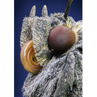 Motte_1200px_Q97.jpg (Adalbert)