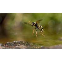 P5270131NP2.jpg (wilhil)