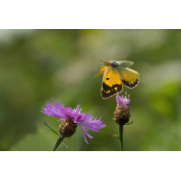9170351NP.jpg (wilhil)