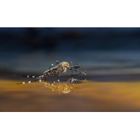 9240134NP1.jpg (wilhil)