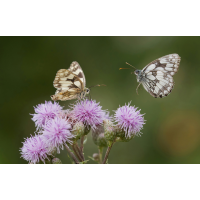 P6290338NP1.jpg (wilhil)