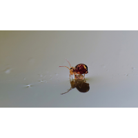 PB010098NP1.jpg (wilhil)