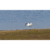 P4291912NP.jpg (wilhil)