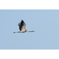 P5197323NP.jpg (wilhil)