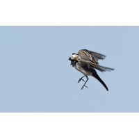 P5166658NP.jpg (wilhil)