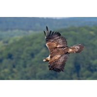 P8170219NP.jpg (wilhil)