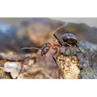 P2200192NP.jpg (wilhil)