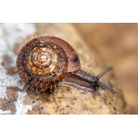 P1170218NP.jpg (wilhil)