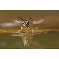 P6200081NP.jpg (wilhil)