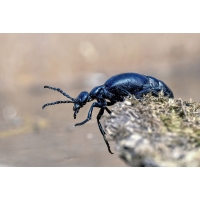 und jetzt?
(wilhil) P4030070NP.jpg (wilhil)