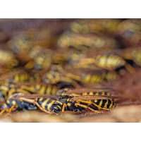 Die Königinnen schlafen noch.
(wilhil) P2180175NP1.jpg (wilhil)