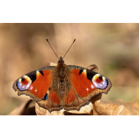 P3030121NP.jpg (wilhil)