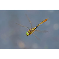 Falkenlibelle
(wilhil) P5097794NP1.jpg (wilhil)
