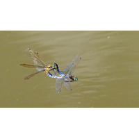 Hochzeitsflug
(wilhil) P7081115NP1.jpg (wilhil)