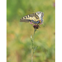 Im Abflug
(wilhil) P8070450NP-2.jpg (wilhil)
