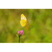 P7120032NP1.jpg (wilhil)