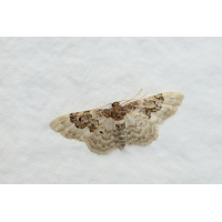 IMG_8248_25p_idaea_rusticata_s.JPG (jo_ru)