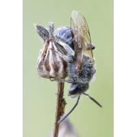 IMG_5027_ctr_lasioglossum_leucozonium_evtl.JPG (jo_ru)
