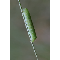 IMG_7541_10prs_orthosia_cerasi.JPG (jo_ru)