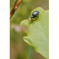 IMG_8188_20prs_kupfrige_sonnenspringspinne.JPG (jo_ru)