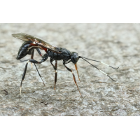 IMG_8093_rs_Xorides_sepulchralis.JPG (jo_ru)