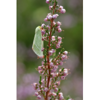 IMG_0716_rs.JPG (jo_ru)