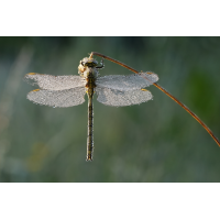 Die Westliche
(jo_ru) IMG_7860_10prs.JPG (jo_ru)