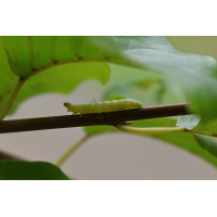 Diurnea spec.: Raupe
(jo_ru) IMG_1488_rs.JPG (jo_ru)