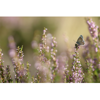 IMG_0605_2prs.JPG (jo_ru)