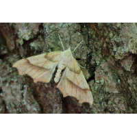 Eichen-Zackenrandspanner: Falter und Raupen
(jo_ru) IMG_9817_rbq8s.JPG (jo_ru)