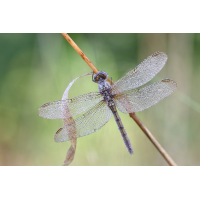 IMG_0364_rs.JPG (jo_ru)