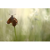 IMG_9258_21prsloc.JPG (jo_ru)