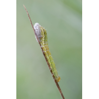 IMG_8793_rs2l.JPG (jo_ru)