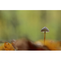 IMG_1638_rss.JPG (jo_ru)