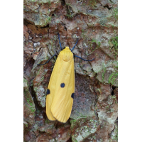 IMG_9583_r2s_bq7!isit.JPG (jo_ru)