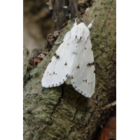 IMG_9334_5pr_bq8s.JPG (jo_ru)