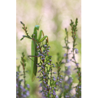 Es kann wieder einmal...
(jo_ru) IMG_0695_r_a_s.JPG (jo_ru)