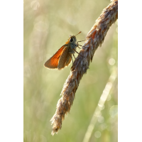 IMG_9236_3prs.JPG (jo_ru)