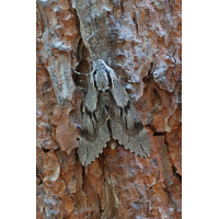 Sphinx pinastri - Kiefernschwärmer
(jo_ru) IMG_9385_shinx_pinastri_rs_bq8.JPG (jo_ru)