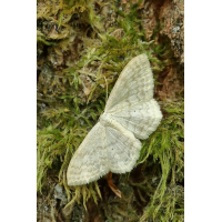 Scopula floslactata
(jo_ru) IMG_3519_rs_bq9.JPG (jo_ru)