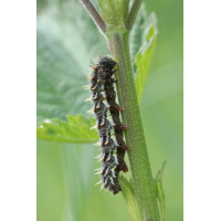 Admiral: Raupe
(jo_ru) IMG_3571_rs.JPG (jo_ru)