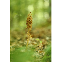 Vogel-Nestwurz
(jo_ru) IMG_3904_rs.JPG (jo_ru)