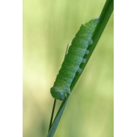 Raupe von Orthosia cerasi
(jo_ru) IMG_4024_frs.JPG (jo_ru)