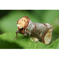 Mondfleck, oder auch Mondvogel
(jo_ru) IMG_4450_rs.JPG (jo_ru)