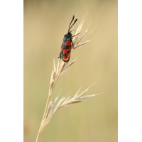 Ein Clownsgesicht
(jo_ru) IMG_5136_rs.JPG (jo_ru)